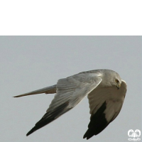 گونه سنقر سفید Pallid Harrier